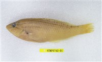 藏品(日本擬隆頭魚)的圖片